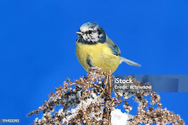 Jovem Chapimazul - Fotografias de stock e mais imagens de Amarelo - Amarelo, Animal, Ao Ar Livre