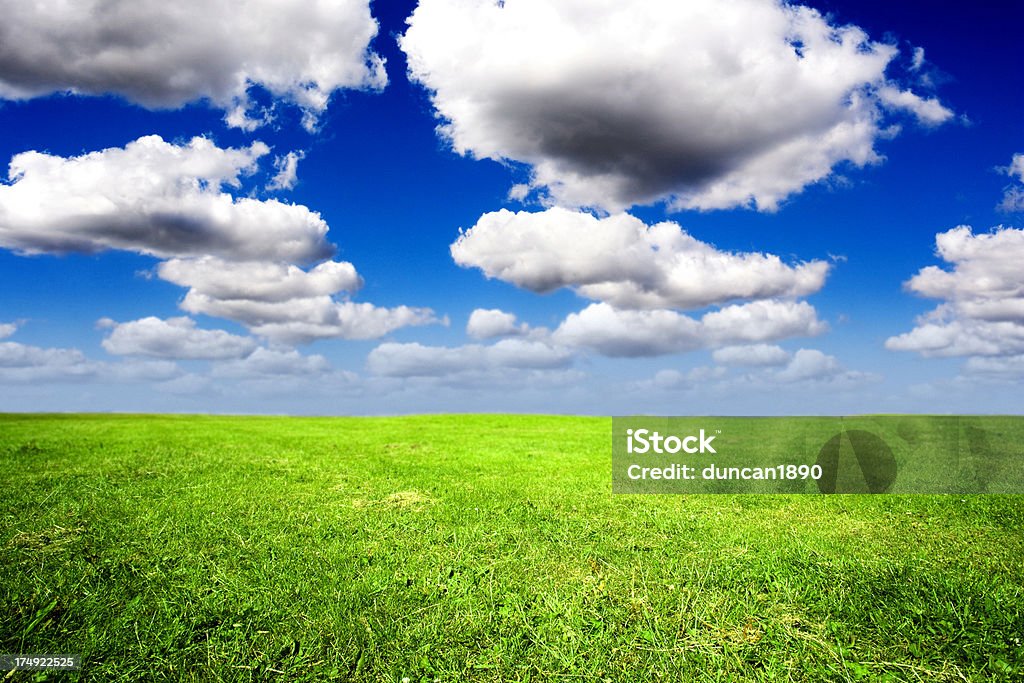 Endless Green Field A field of fresh green grass under a blue sky with white fluffy clouds. Agricultural Field Stock Photo