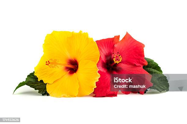 Hibiskus Blumen Und Blätter Stockfoto und mehr Bilder von Eibisch - Tropische Blume - Eibisch - Tropische Blume, Blume, Hawaiianische Kultur