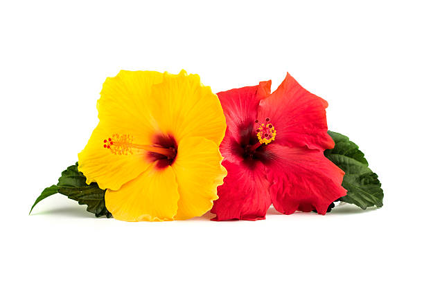 Yellow flower