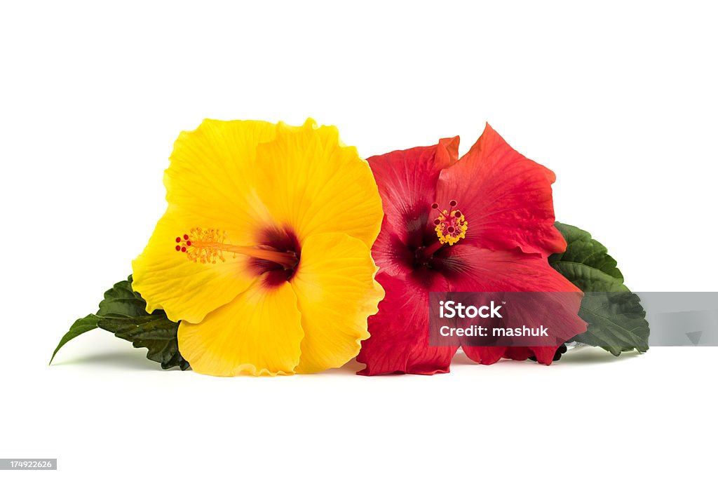 Flores de hibisco com folhas - Foto de stock de Hibisco royalty-free