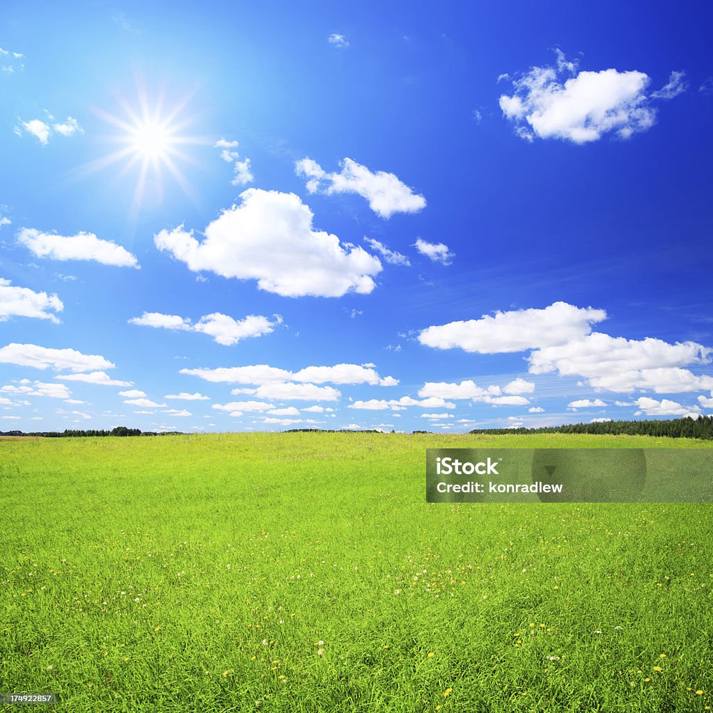 スプリングフィールドの景観-の花、緑の芝生と空 - レンズフレアのロイヤリティフリーストックフォト