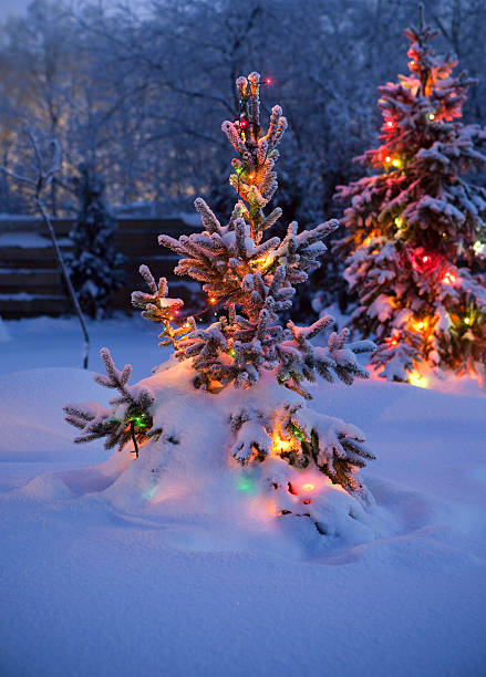 istock Christmas trees with fresh and fluffy snow 174922983