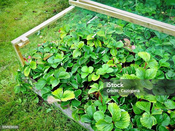 Foto de Morangos Em Vegetal Patch e mais fotos de stock de Gaiola - Espaço confinado - Gaiola - Espaço confinado, Flora, Morango