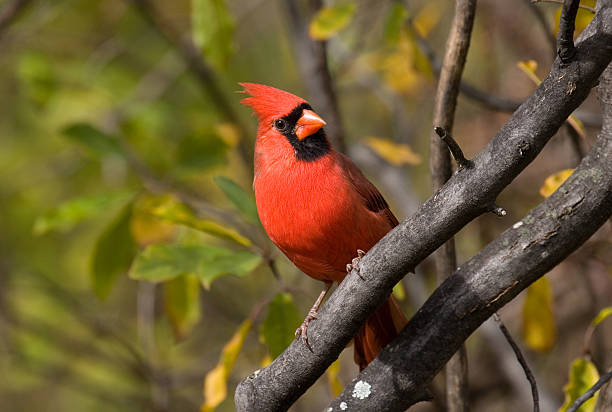 Cardinale rosso su un Trespolo - foto stock