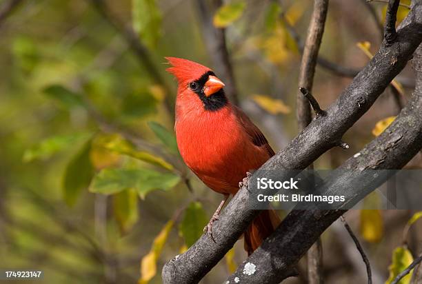 Northern Cardinal On A Perch Stock Photo - Download Image Now - Cardinal - Bird, Northern Cardinal, Autumn