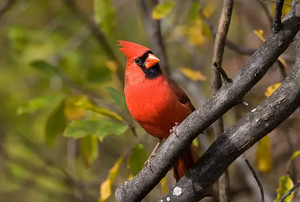 Red Northern Cardinal perching pretty with treed background