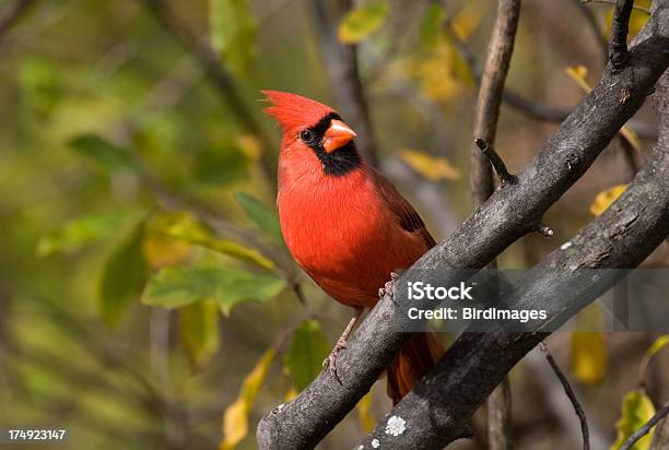 Северная Cardinal На Высоты — стоковые фотографии и другие картинки Птица кардинал - Птица кардинал, Northern Cardinal, Осень