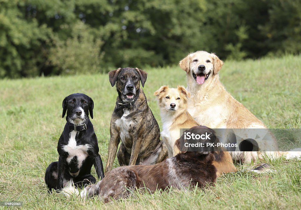 Chien école - Photo de Chien libre de droits