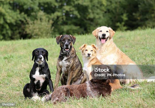 Dog School Stock Photo - Download Image Now - Dog, Group Of Animals, Playful