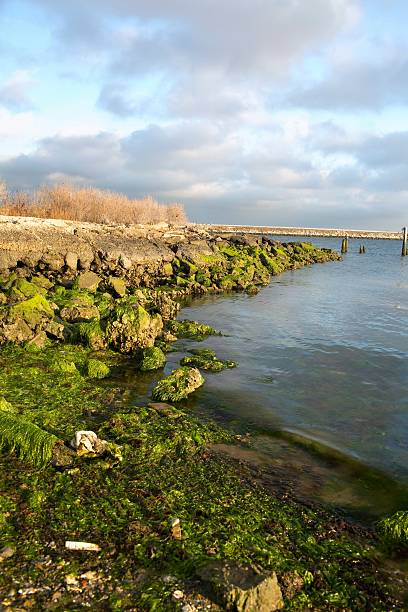 Coastal Chesapeake Bay - The tide is low and you can see the seaweed and sea grass covered rocks and oyster shells as the blue sky and reflections of the clouds shine on the lightly rippled bay water. This coastal marine photo follows the edge of the shore and the setting autumn light warms the rocks and the waves gently lap ashore.  - A great coastal shot taken in the Virginia chesapeake bay outdoors.