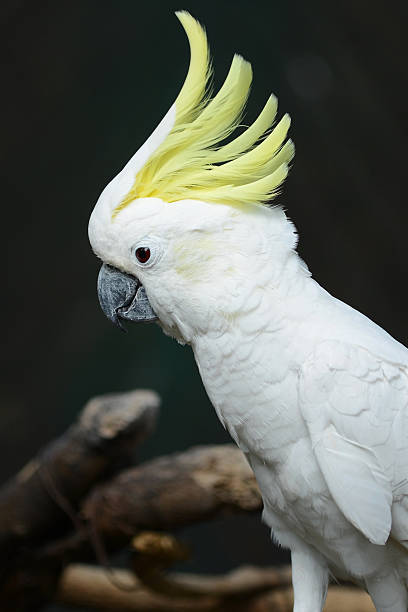 istock White Cockatoo Parrot bird with yellow crest 174923469