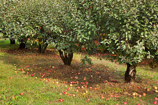 ローマビューティーリンゴの木 - rome beauty ストックフォトと画像