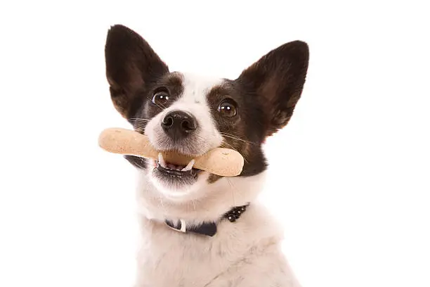 Photo of Dog With Treat