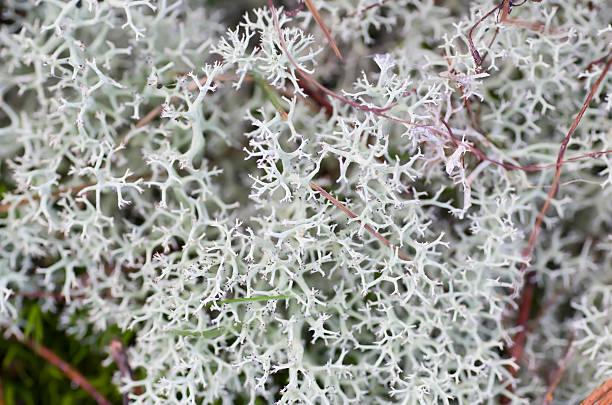 istock Reindeer lichen Department (Cladonia portentosa) 174923644