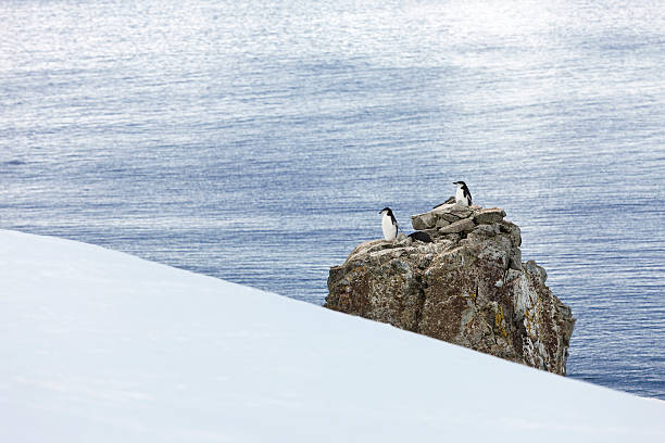 antarktis zügelpinguin kolonie auf rock - penguin chinstrap penguin antarctic peninsula ice floe stock-fotos und bilder