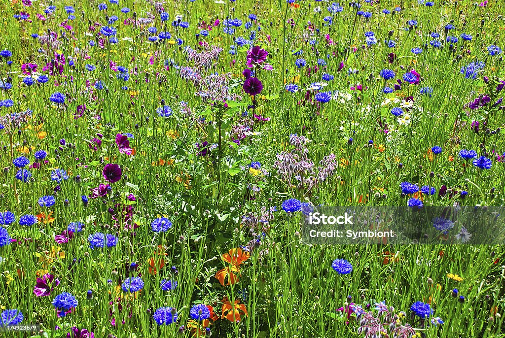 Primer plano de fondo de flores silvestres - Foto de stock de Aciano libre de derechos