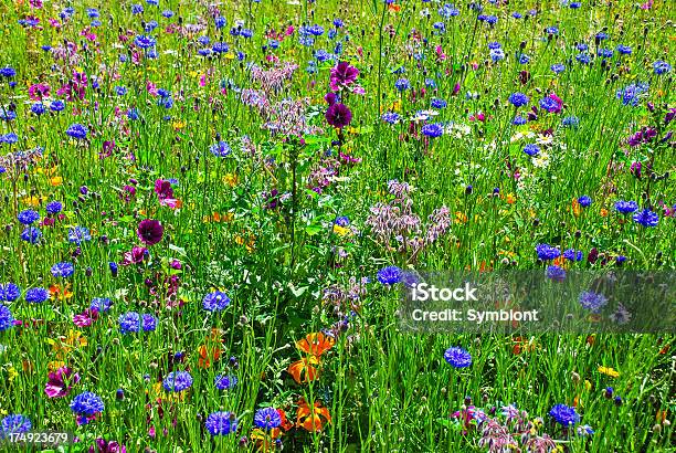 Primer Plano De Fondo De Flores Silvestres Foto de stock y más banco de imágenes de Aciano - Aciano, Aire libre, Amapola - Planta