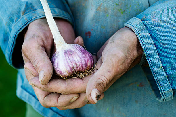 istock Organic Garlic Harvesting 174923686