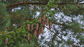 Evergreen Coniferous Spruce Tree Branch With Bunch of Ripe Cones