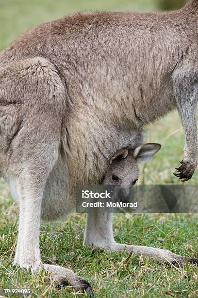 Photo libre de droit de Kangourou Et Bébé banque d'images et plus d'images libres de droit de Animaux à l'état sauvage - Animaux à l'état sauvage, Australie, Bébé kangourou