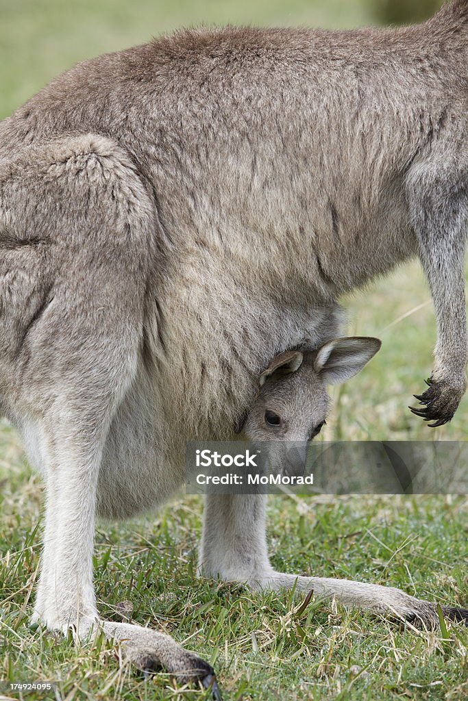 Canguru e Joey - Foto de stock de Animal royalty-free