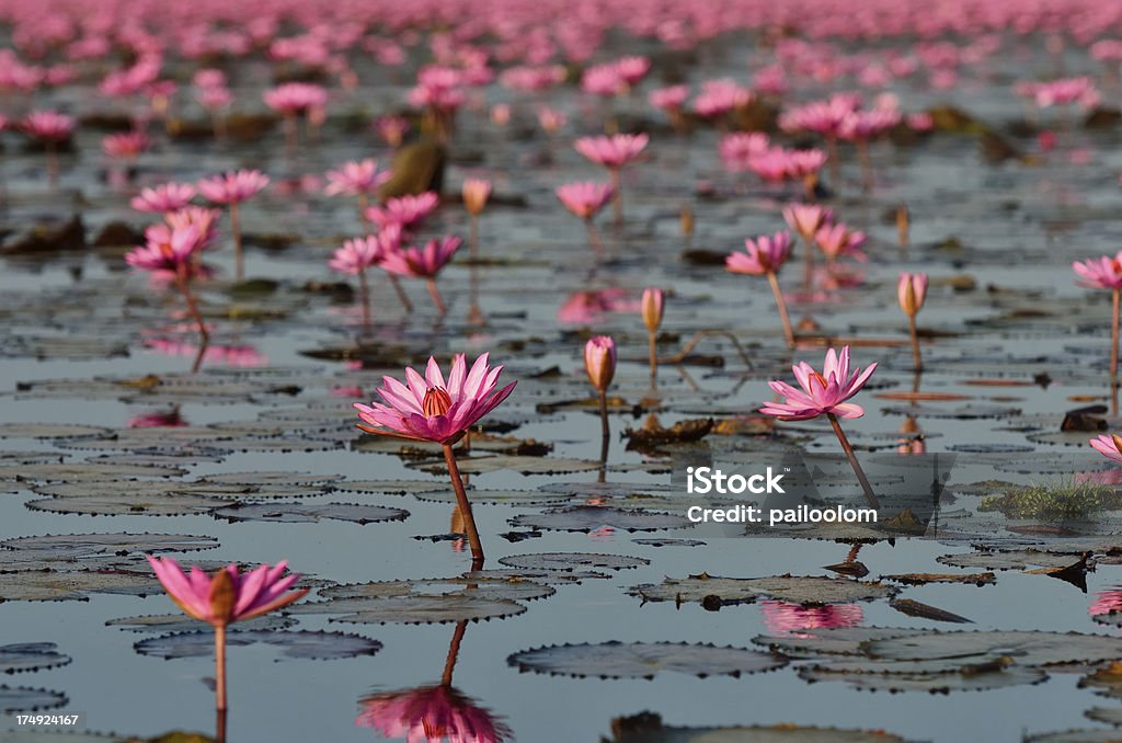 Lírio de água-de-rosa - Royalty-free Ao Ar Livre Foto de stock