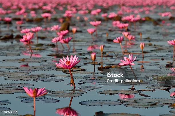 Lírio De Águaderosa - Fotografias de stock e mais imagens de Ao Ar Livre - Ao Ar Livre, Beleza natural, Cabeça de Flor