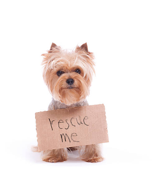 istock Lonely Yorkshire Terrier Holding a Sign 174924484