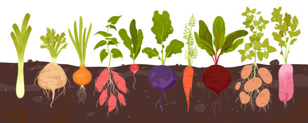 310+ Growing Leeks Stock Illustrations, Royalty-Free Vector