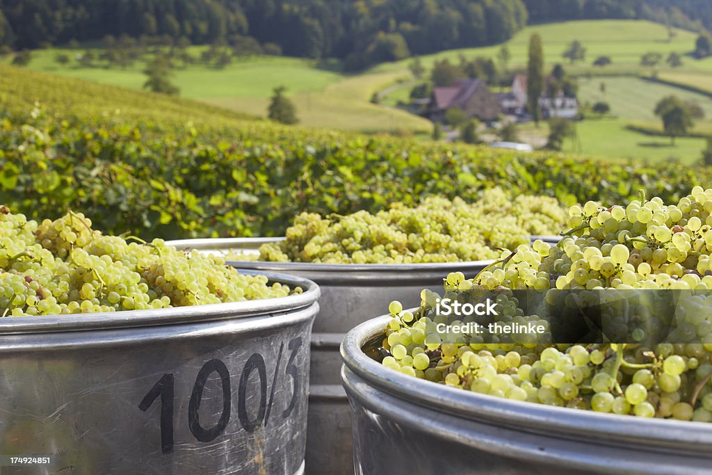 Trauben Ernten - Lizenzfrei Weißwein Stock-Foto