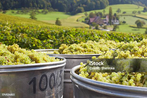 Trauben Ernten Stockfoto und mehr Bilder von Weißwein - Weißwein, Traube, Ernten