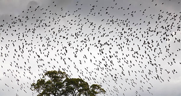aves migratórios - flugel imagens e fotografias de stock