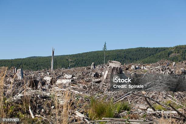 Foresta Di Accesso - Fotografie stock e altre immagini di Foresta - Foresta, Albero, Ambientazione esterna