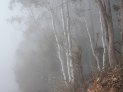Beautiful trees shrouded in fog