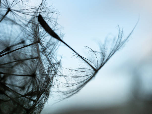 istock Fluffy dandelion seed in silhouette 1749250632