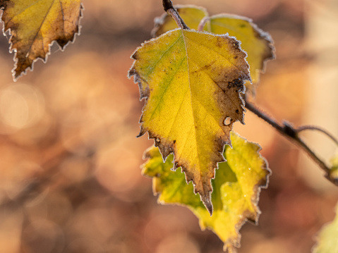 Close up autumn leaf with frost