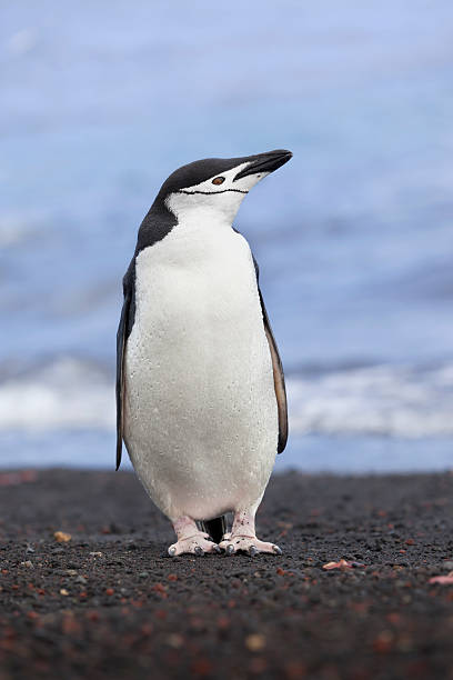 antarktis zügelpinguin am strand - penguin chinstrap penguin antarctic peninsula ice floe stock-fotos und bilder