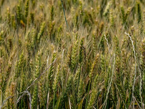 Close up of green and golden wheat