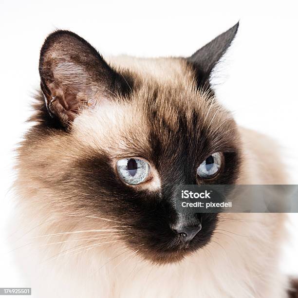 Birmakatze Cat Stockfoto und mehr Bilder von Birmakatze - Birmakatze, Fotografie, Freisteller – Neutraler Hintergrund