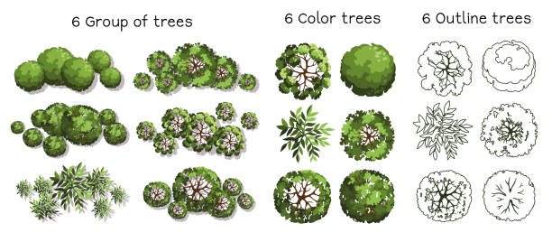 Tree Forest Entourage 570+ Top View Forest Floor Stock Illustrations, Royalty-Free Vector ...