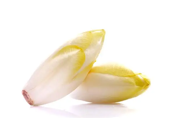 Pair of Belgian endive (also called chicory) isolated on a white background.