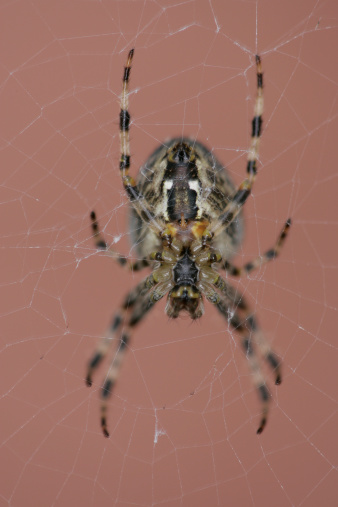 spider weaving close - up