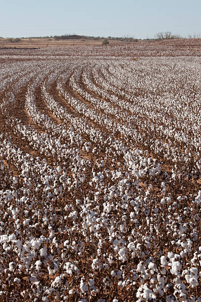 istock Cotton crop near Memphis Texas vertical 174926068
