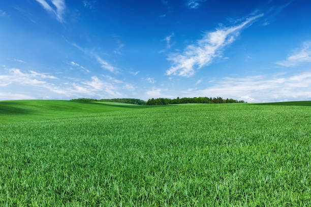 istock Panoramic spring landscape XXXXL 65MPix - green field, blue sky 174926113