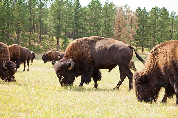 Bison "American Bison,Animals in the Wild,Pasture, Horned, Prairie,Dakota,USA" bull pine stock pictures, royalty-free photos & images