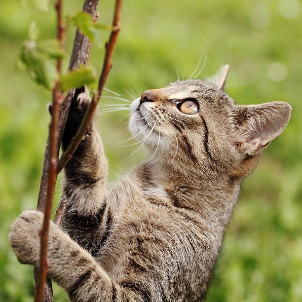 istock Cat in the garden 174926248