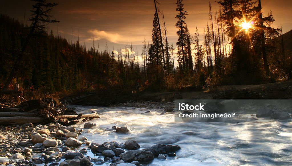 Canadian Rockies cena da floresta - Foto de stock de Banff royalty-free