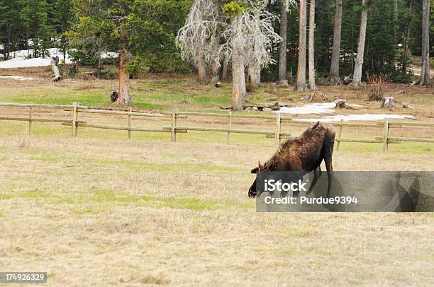 Moose At Salt Lick In Wyoming Stock Photo - Download Image Now - Animal, Horizontal, Mammal