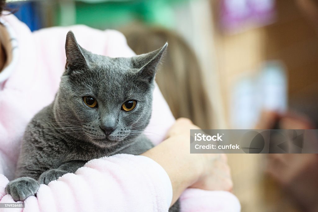 Gato Chartreux - Foto de stock de Amarillo - Color libre de derechos